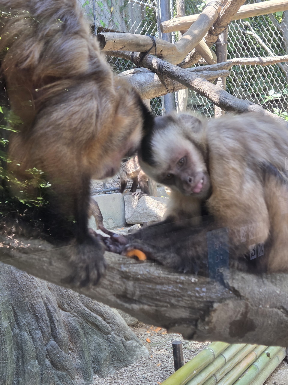 ときわ動物園のフサオマキザル