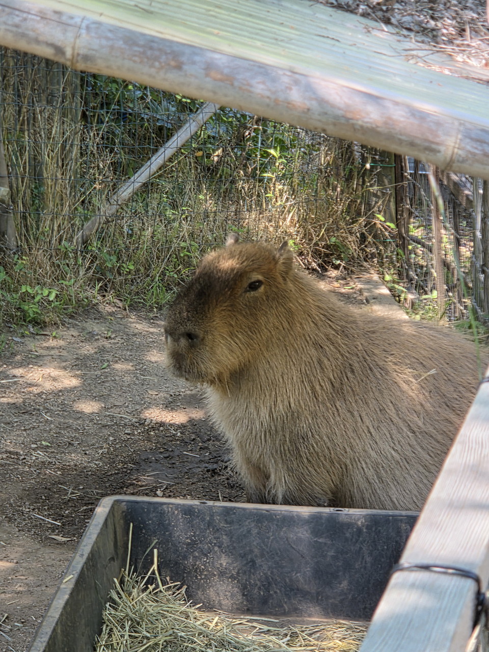 ときわ動物園のカピバラ