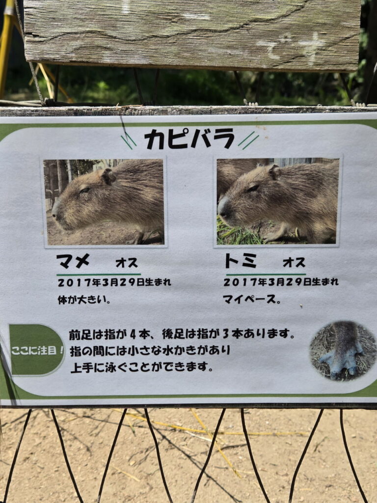 ときわ動物園のカピバラ紹介案内板
