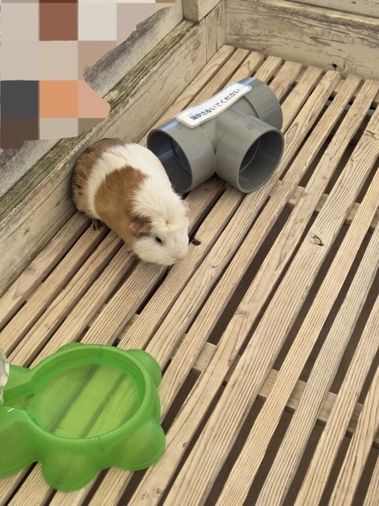 ときわ動物園のふれあい体験のモルモット