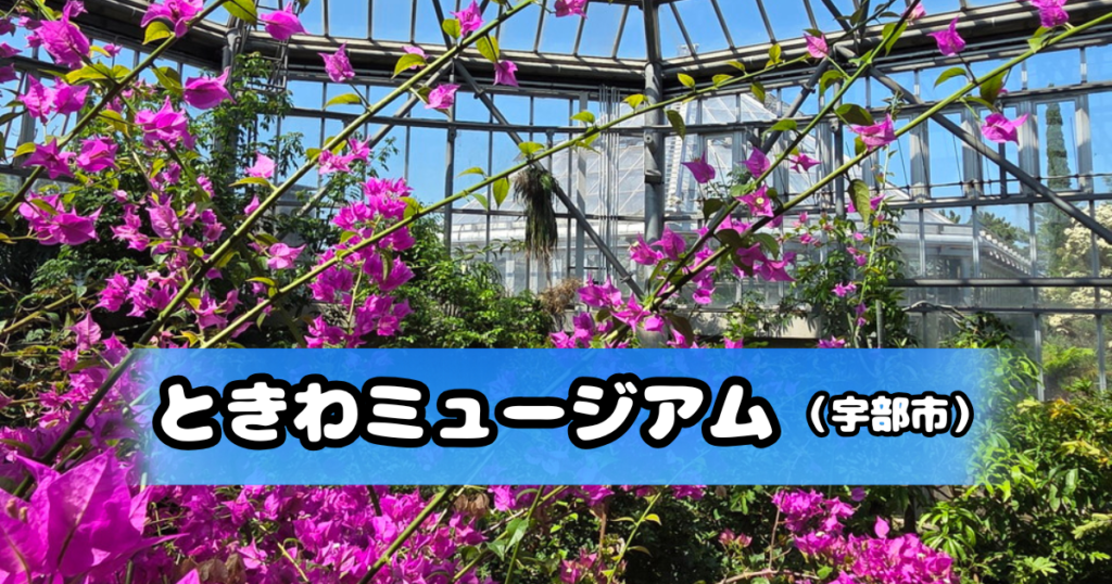 ときわミュージアムのブーゲンビリア