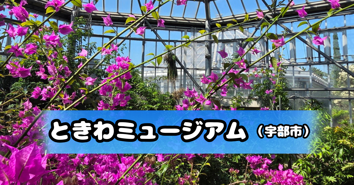 ときわミュージアムのブーゲンビリア