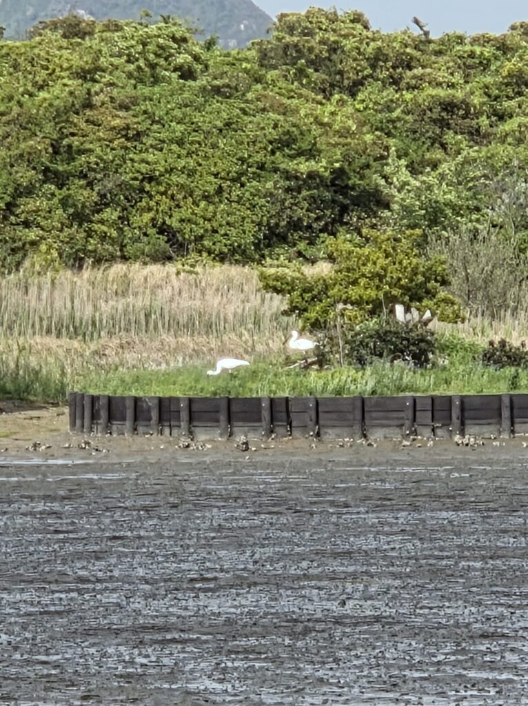 湿地の水辺で白い野鳥が佇む静かな自然環境