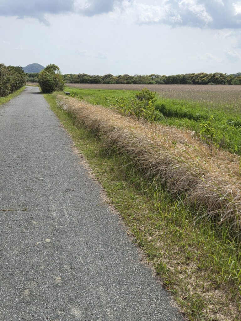 木々に囲まれた舗装された散策路の風景