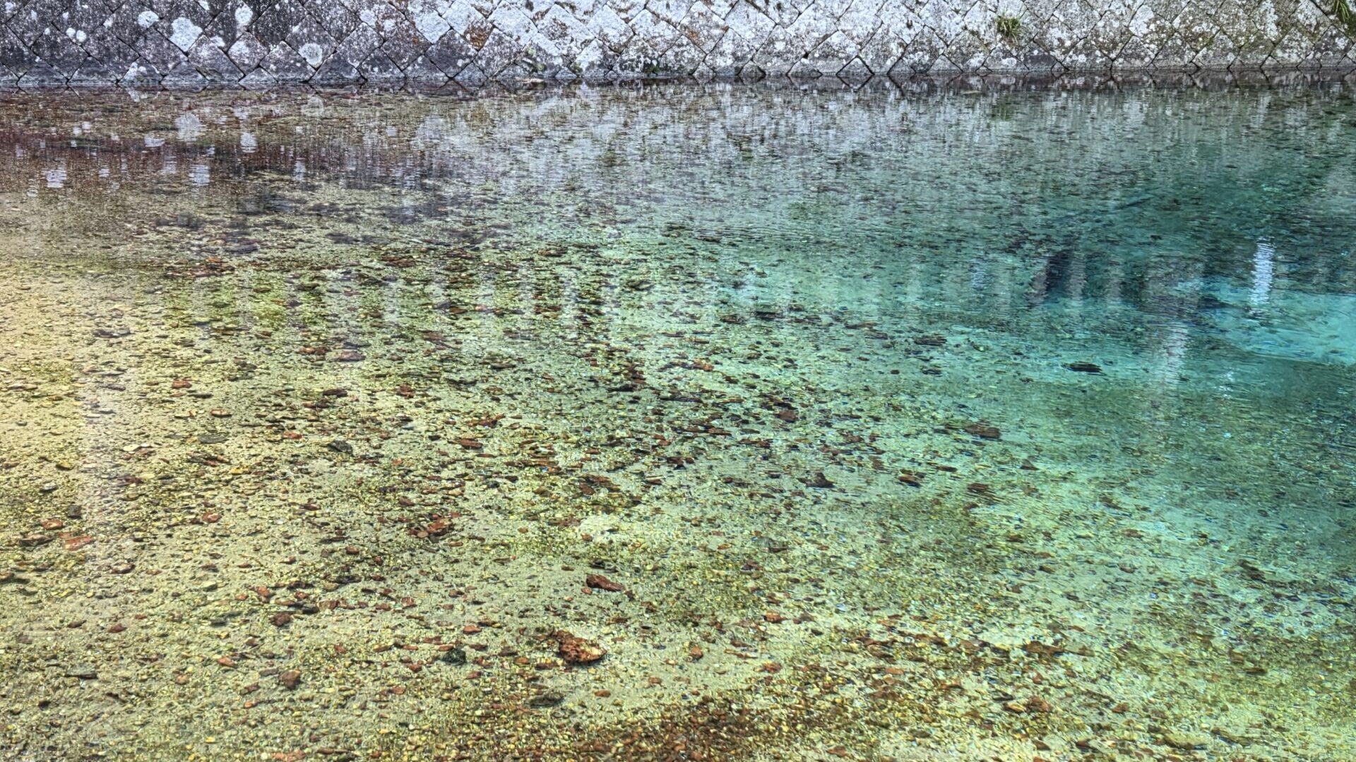 底まで見える弁天池