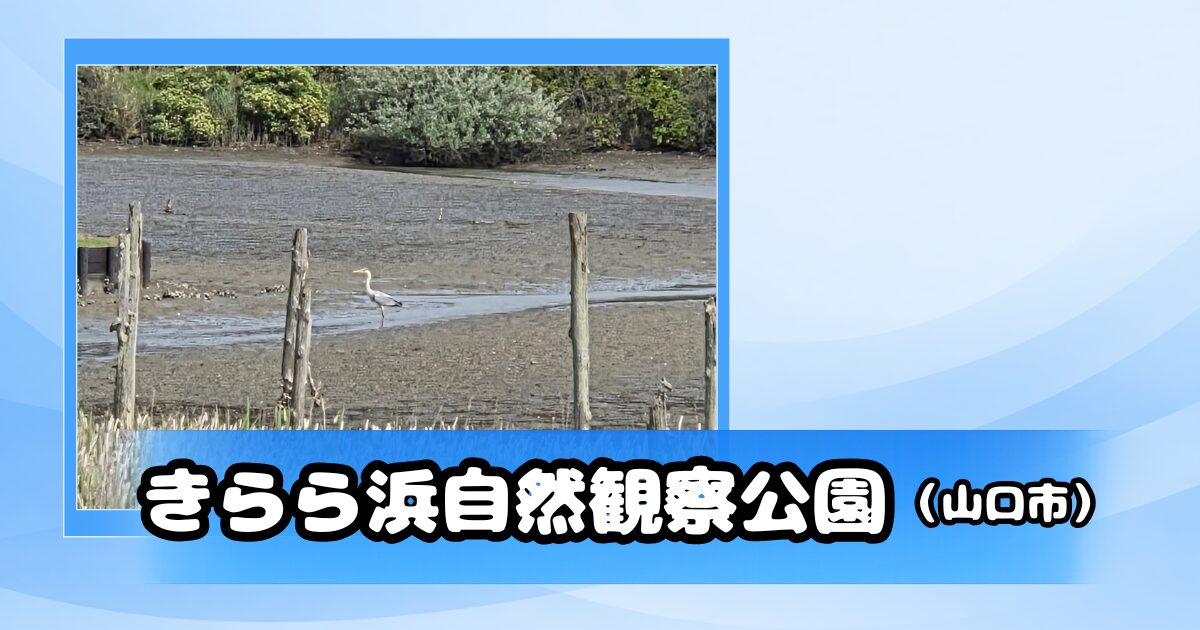 干潟で野鳥が佇むきらら浜自然観察公園の風景
