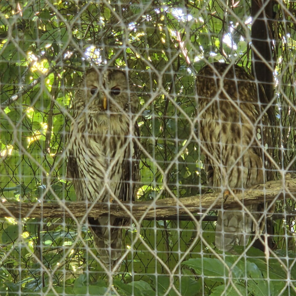 ときわ動物園のフクロウ