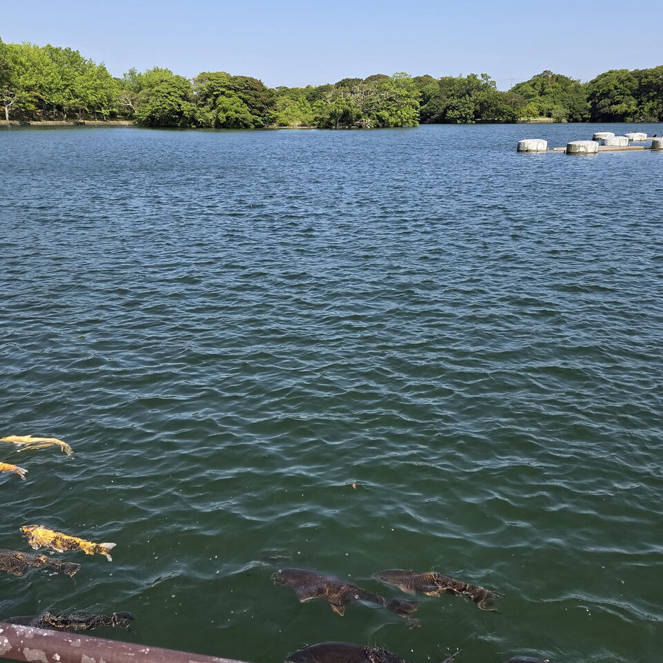 鯉のいるときわ湖