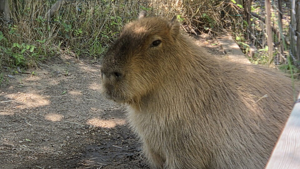 ときわ動物園のカピバラ
