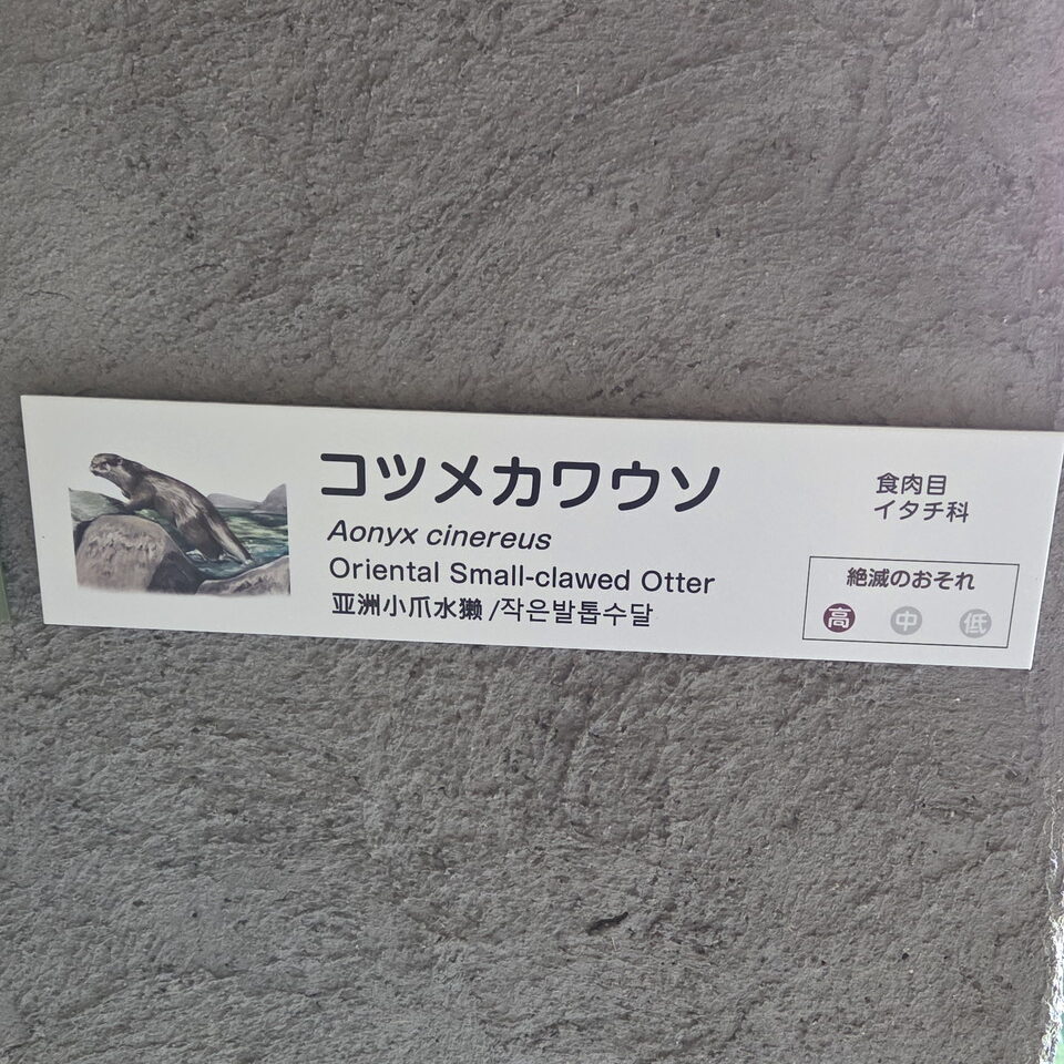 ときわ動物園のコツメカワウソの紹介案内板