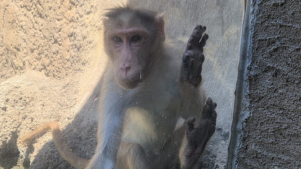 ときわ動物園のボンネットモンキー