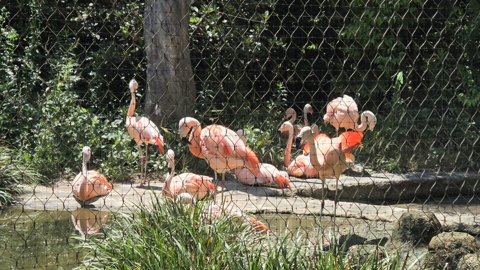 ときわ動物園のチリーフラミンゴ