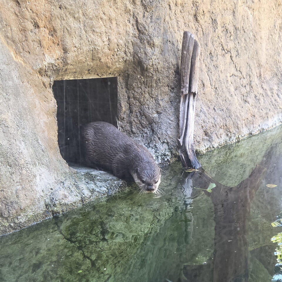 ときわ動物園のコツメカワウソ
