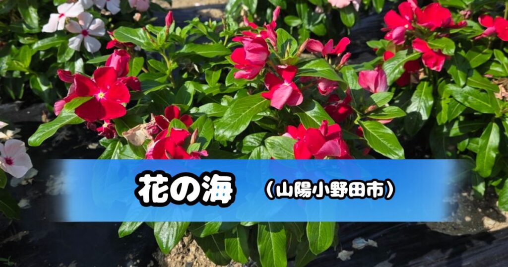 花の海の花