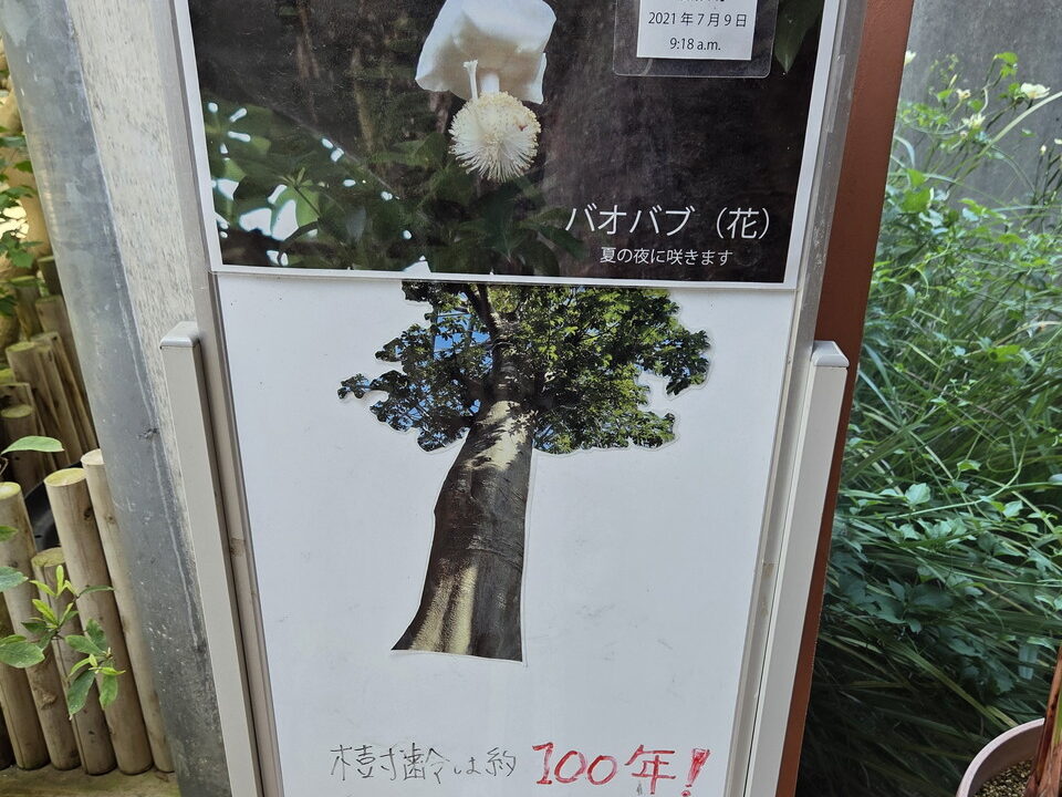ときわミュージアムのバオバブの案内板