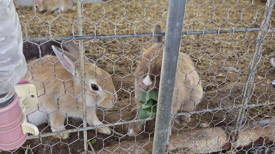 花の海の餌を食べるウサギ