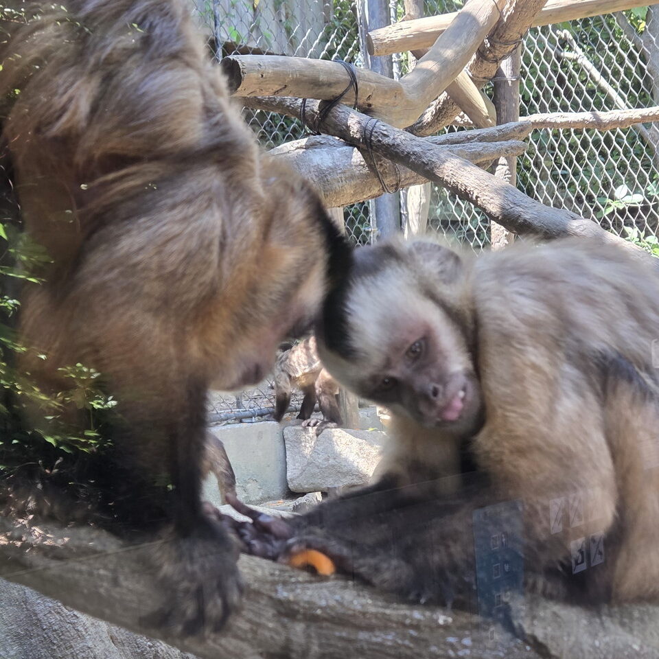 ときわ動物園のフサオマキザル