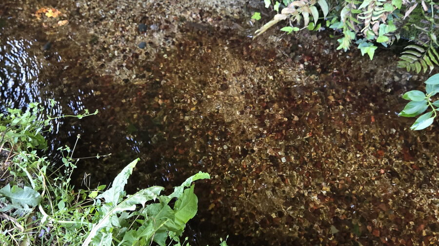 弁天池横の水路