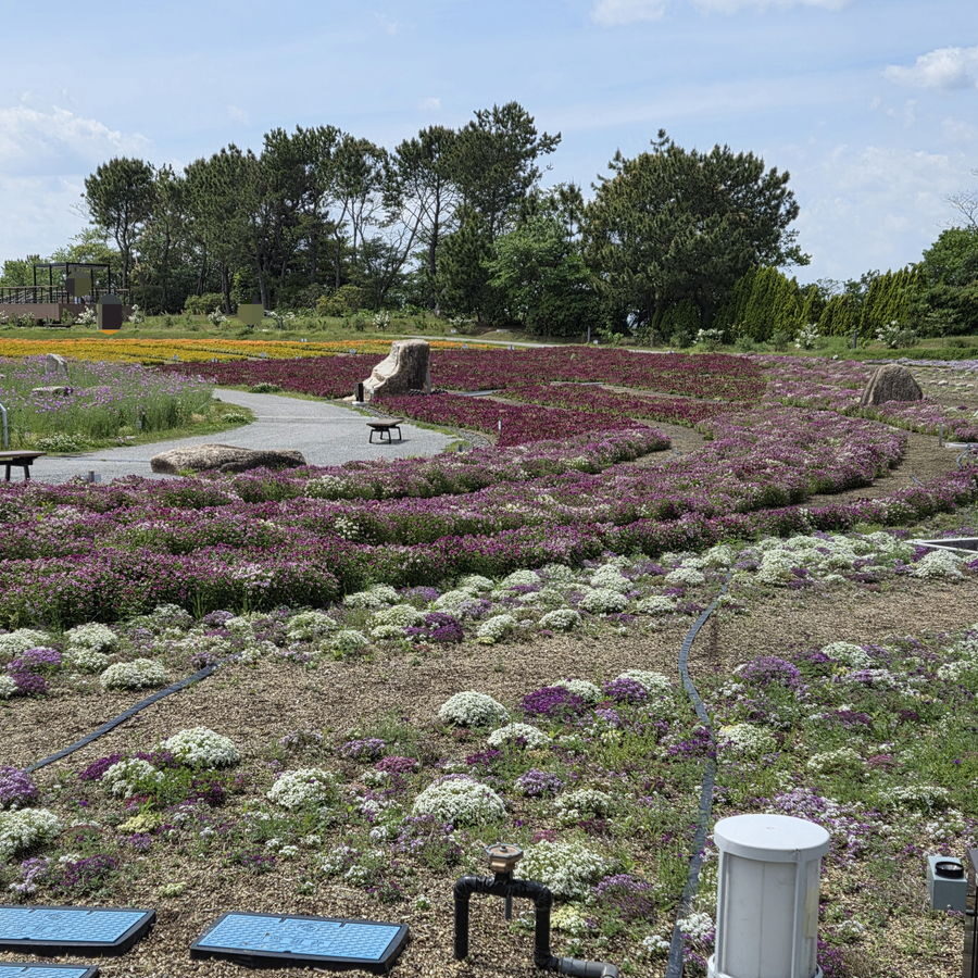 きらら博記念公園のフラワーガーデン