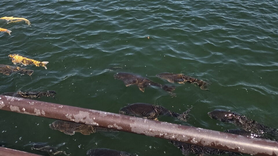 ときわ公園のときわ湖の鯉たち