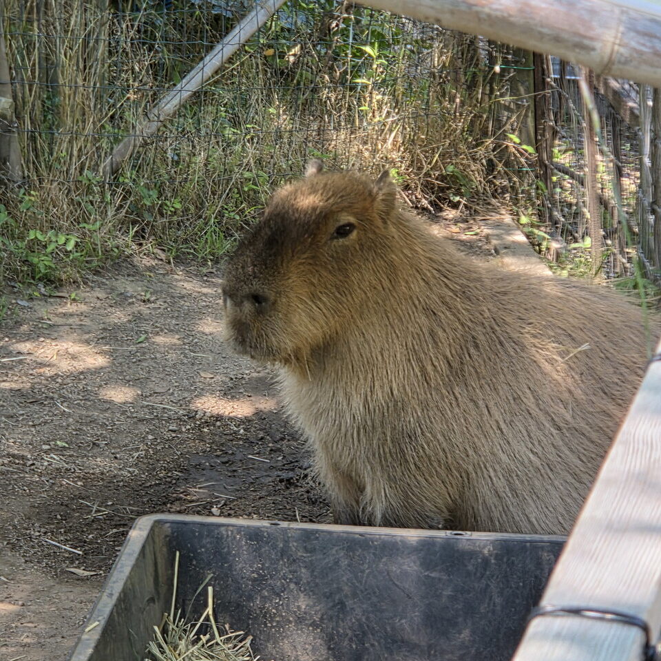 ときわ動物園のカピバラ