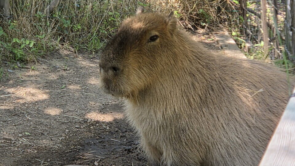 ときわ動物園のカピバラ