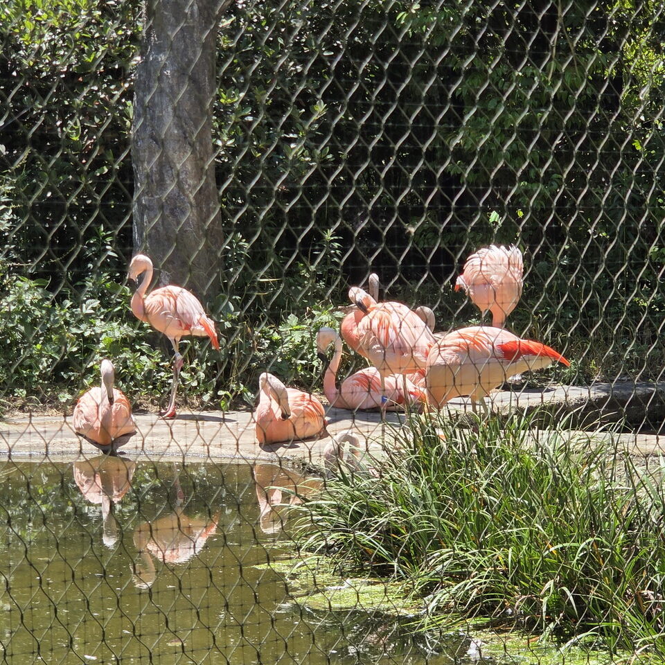 ときわ動物園のチリーフラミンゴ