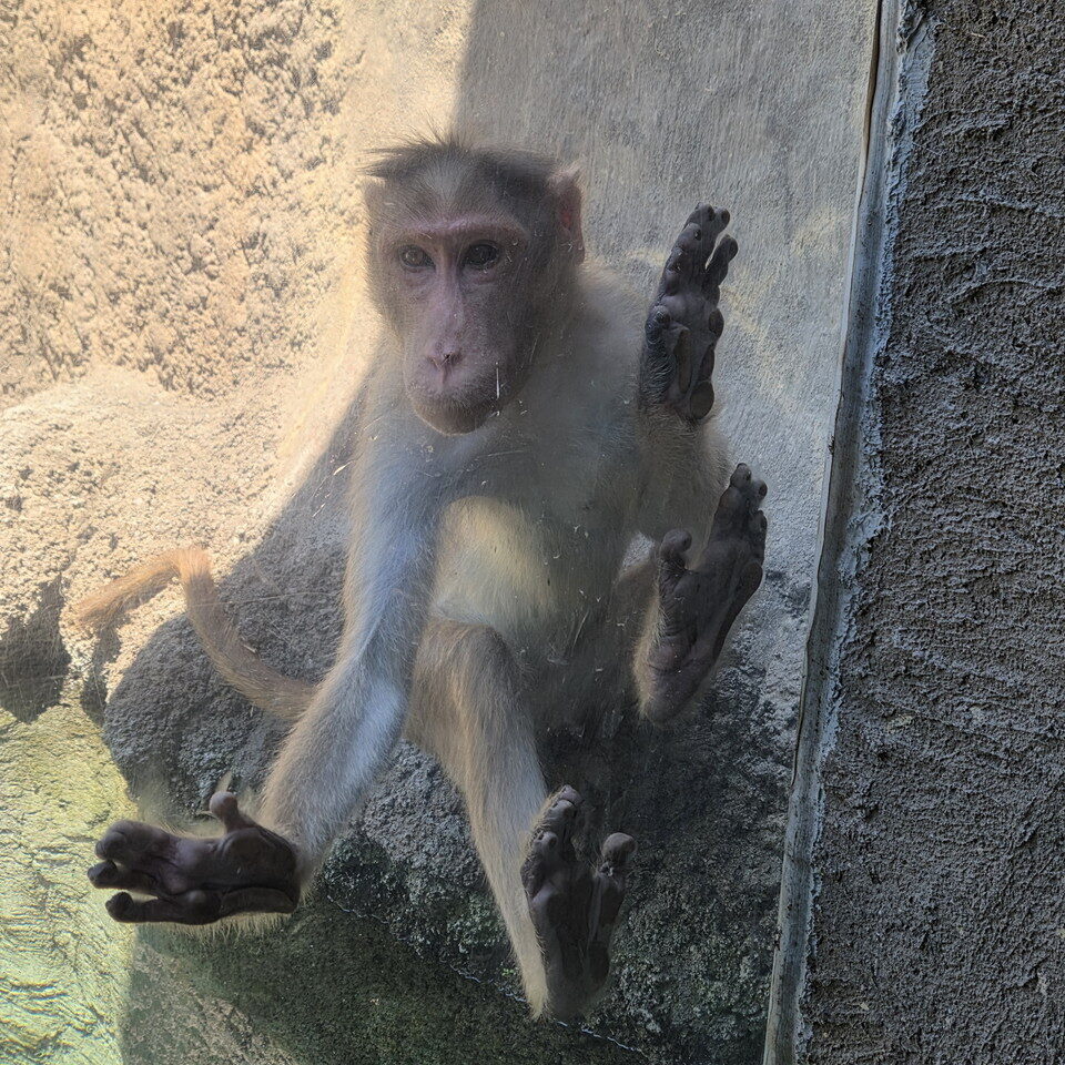 ときわ動物園のボンネットモンキー