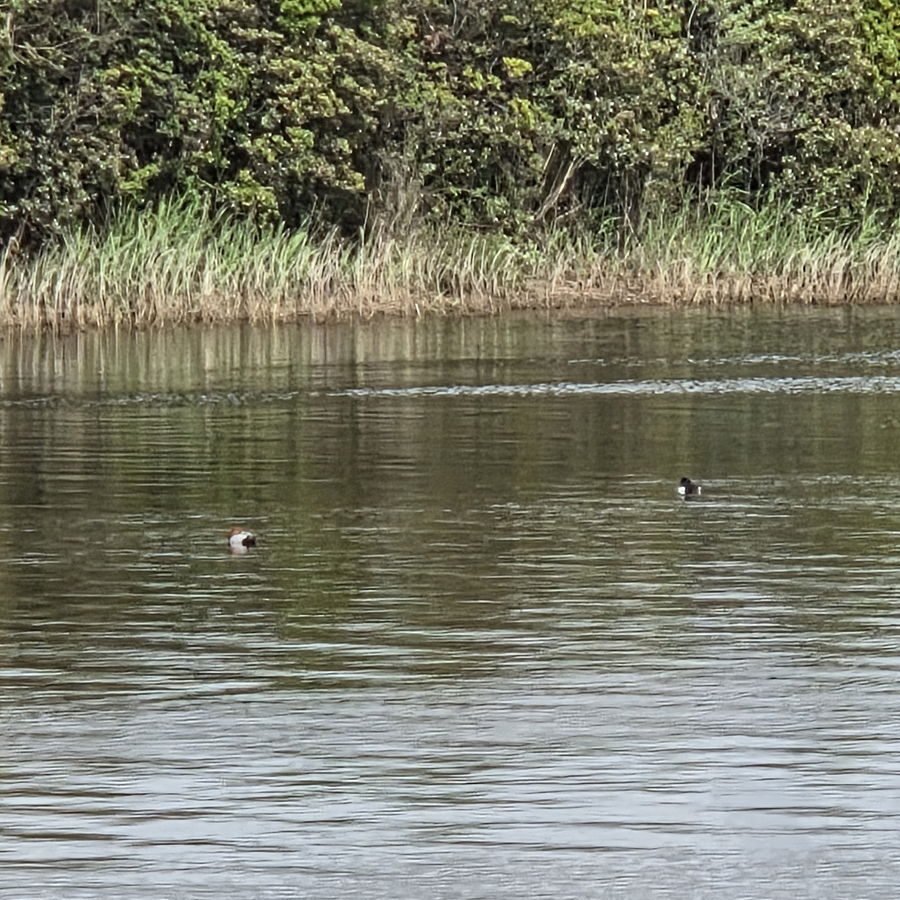きらら浜自然観察公園の湖に浮かぶ鳥