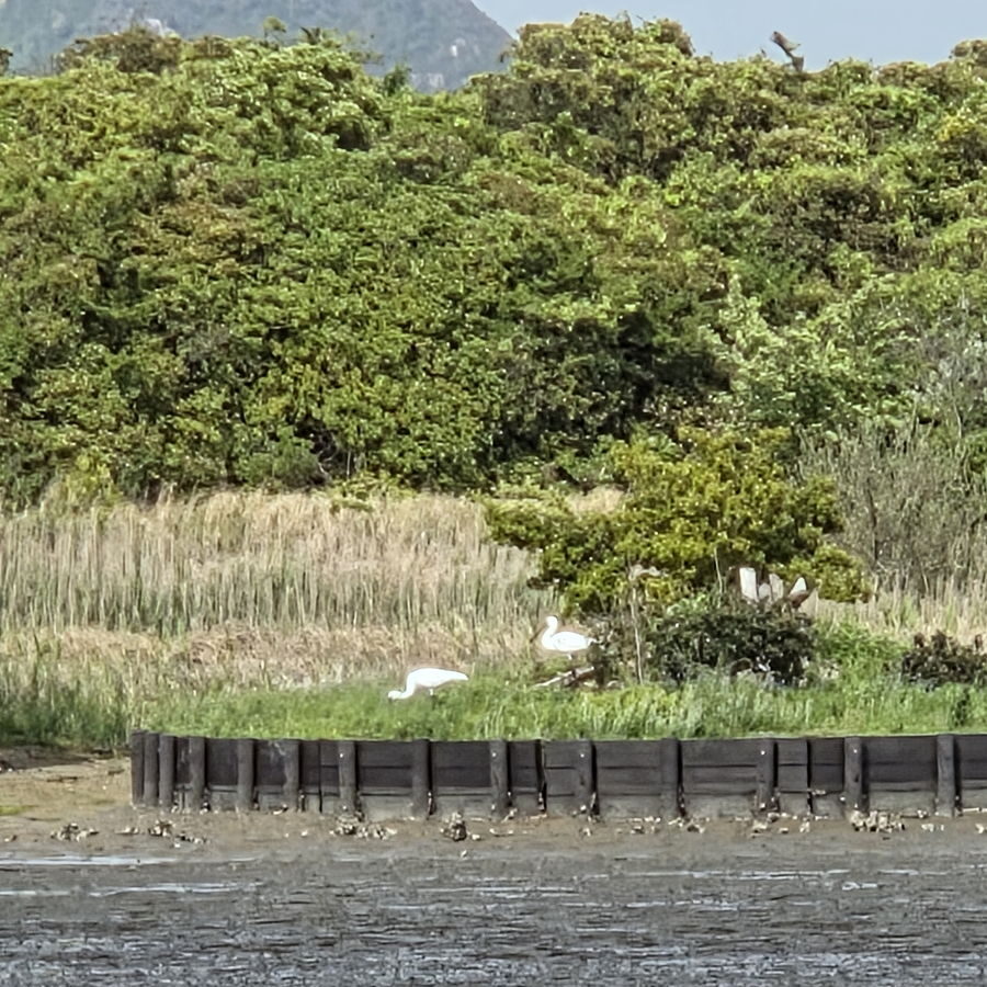 きらら浜自然観察公園の湿地の水辺にいる白い野鳥