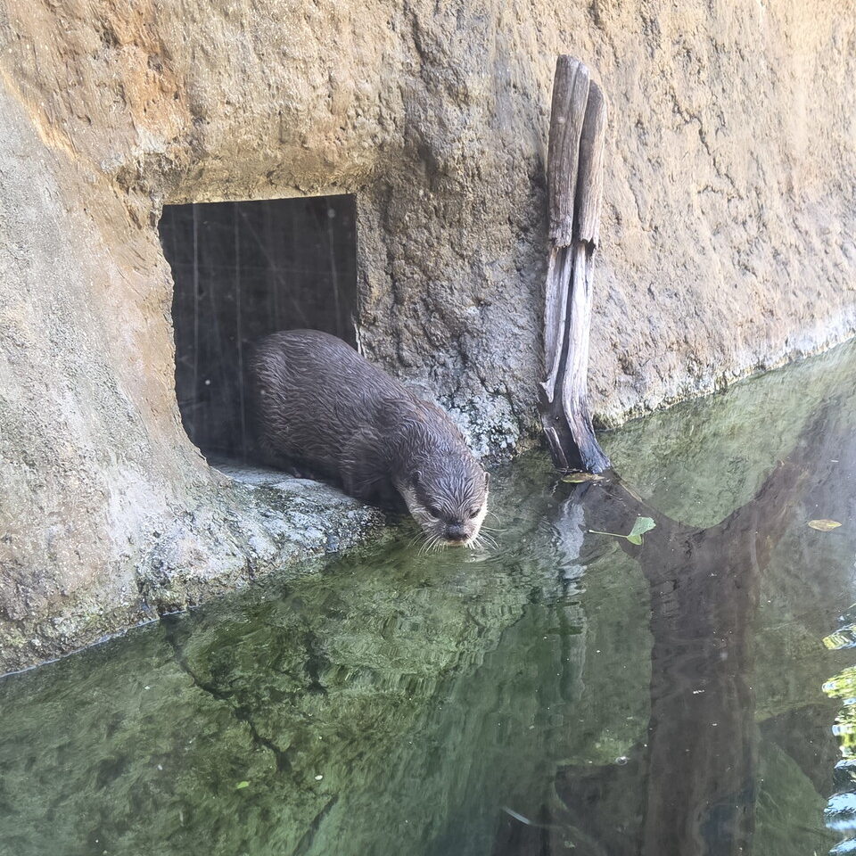 ときわ動物園のコツメカワウソ