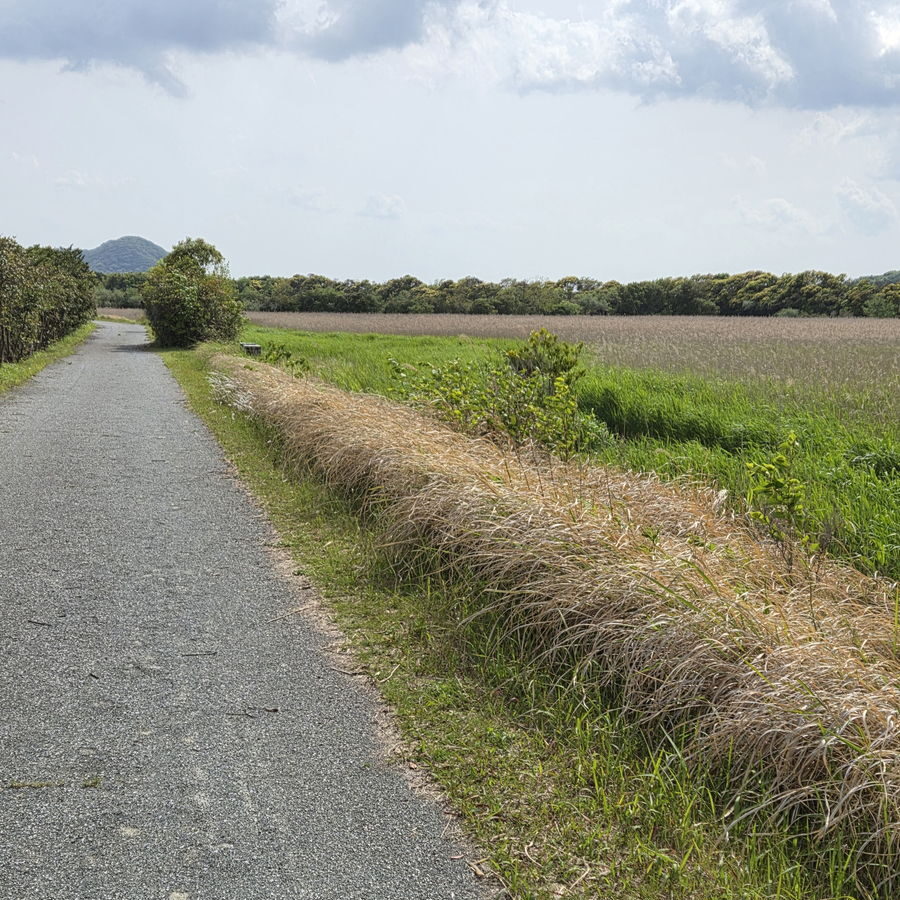きらら浜自然観察公園の木々に囲まれた舗装された散策路の風景