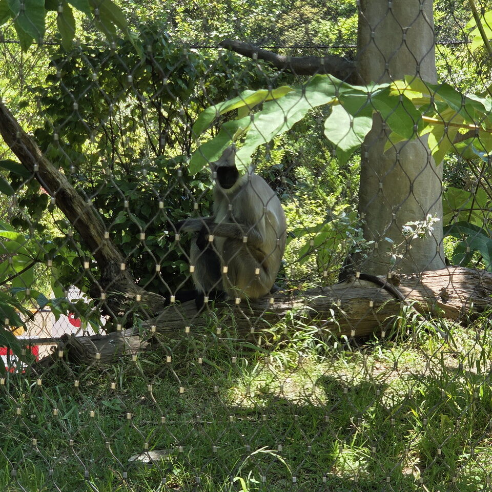 ときわ動物園のハヌマンラングール