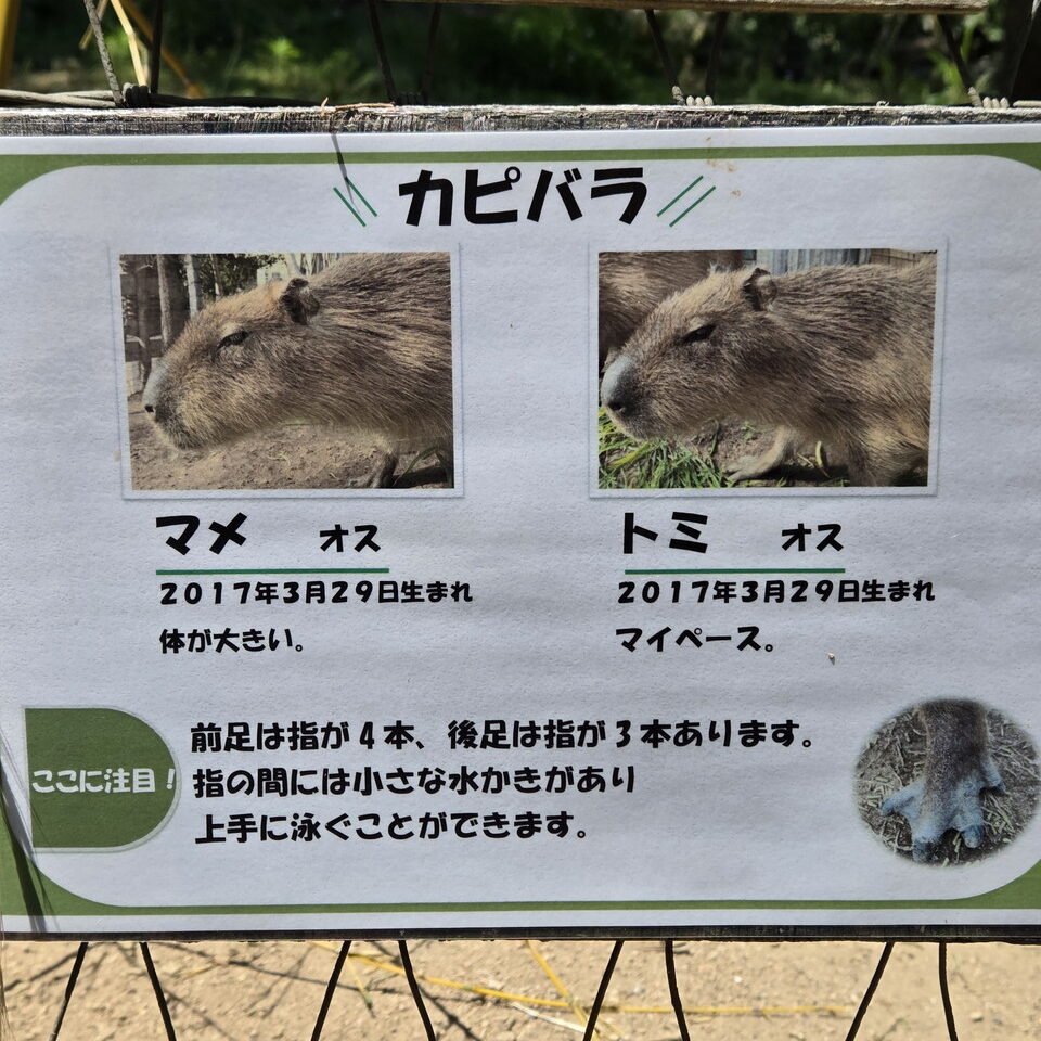 ときわ動物園のカピバラ案内板