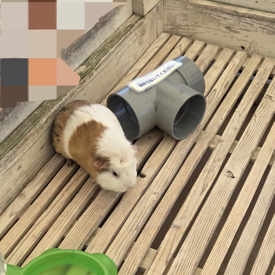 ときわ動物園のふれあい体験のモルモット