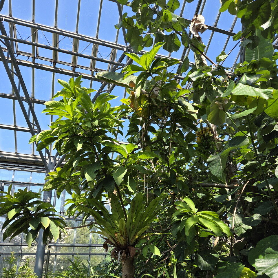 ときわミュージアムのバナナの木