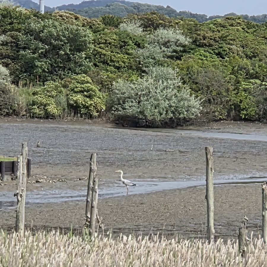 きらら浜自然観察公園の湿地にいる野鳥