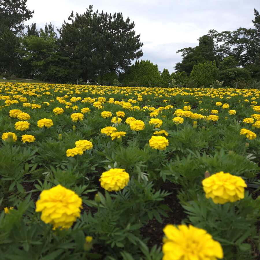 きらら博記念公園のフラワーガーデンアップ