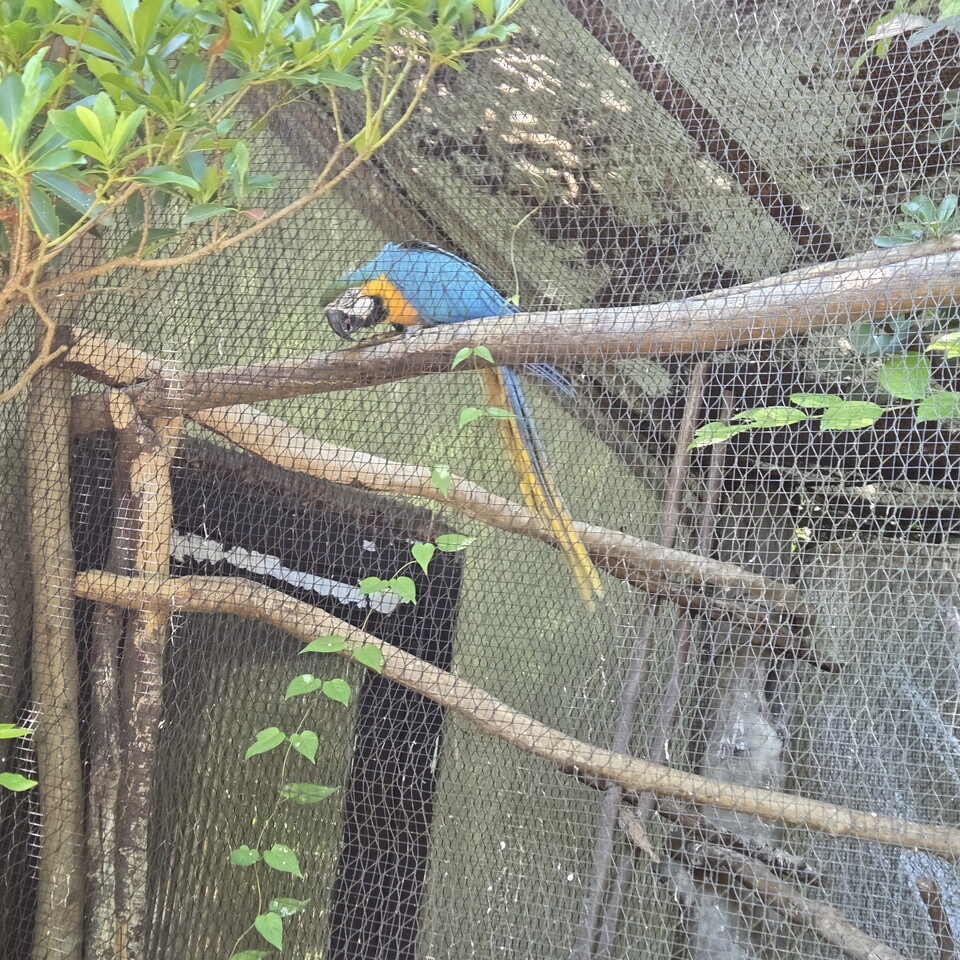 ときわ動物園のルリコンゴウインコ
